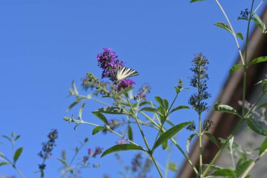 Bahçedeki bir çiçekte kelebek 