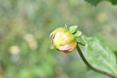 Bahçede büyüyen güzel çiçekler.