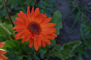 Bahçede büyüyen güzel çiçekler.