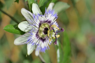 Bahçede güzel bir tutku çiçeği