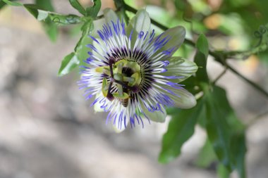 Bahçede güzel bir tutku çiçeği