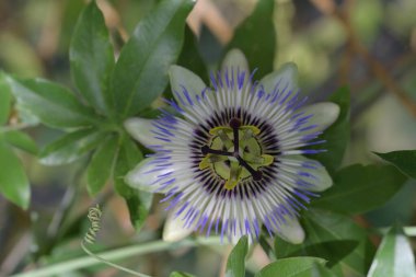 Bahçede güzel bir tutku çiçeği