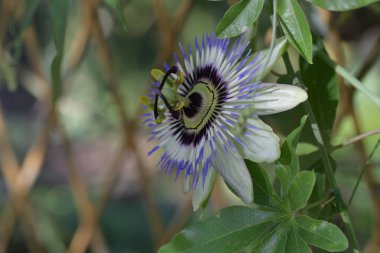 Bahçede güzel bir tutku çiçeği