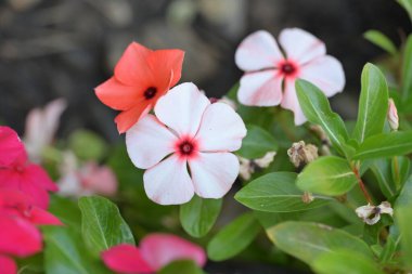 Bahçedeki güzel pembe çiçekler