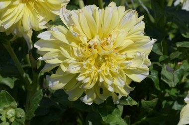 Bahçede güzel sarı yıldız çiçekleri