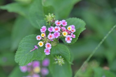 Bahçedeki güzel pembe çiçekler