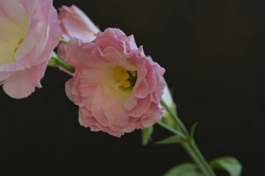 Bir buket güzel Eustoma çiçeği siyah arka planda.