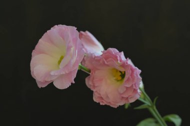 Bir buket güzel Eustoma çiçeği siyah arka planda.