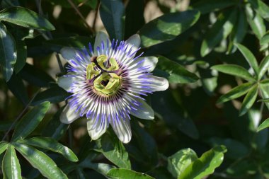 Bahçede mavi tutku çiçeği (Passiflora caerulea) 