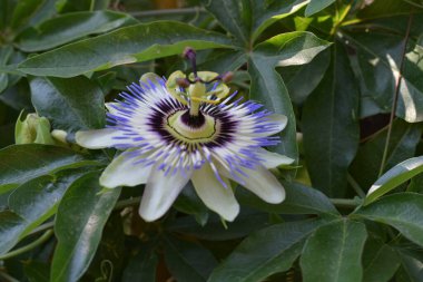Bahçede mavi tutku çiçeği (Passiflora caerulea) 