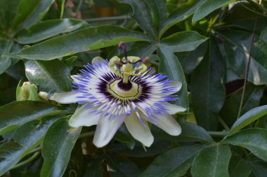 Bahçede mavi tutku çiçeği (Passiflora caerulea) 