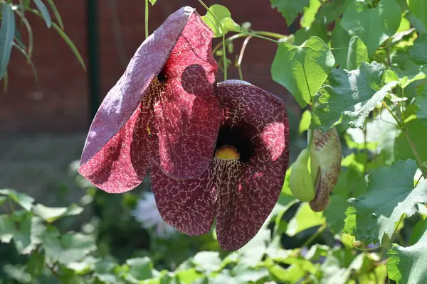 stock image Aristolochia macrophylla in green leaves