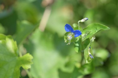 Bahçede büyüyen güzel çiçekler.