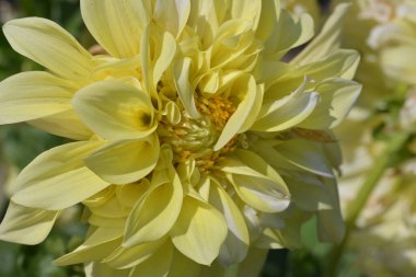 Bahçedeki güzel sarı yıldız çiçeği