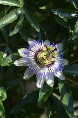 Bahçede mavi tutku çiçeği (Passiflora caerulea) 