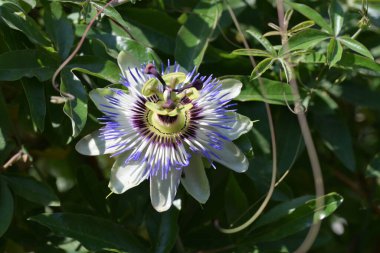 Bahçede mavi tutku çiçeği (Passiflora caerulea) 