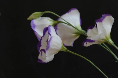 Güzel beyaz ve mor Eustoma çiçekleri