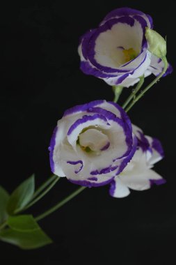 Güzel beyaz ve mor Eustoma çiçekleri