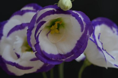 Güzel beyaz ve mor Eustoma çiçekleri