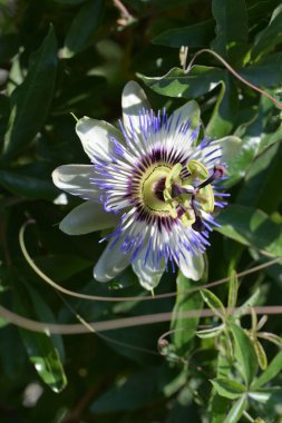 Bahçede büyüyen güzel çiçekler.