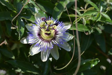 Bahçede büyüyen güzel çiçekler.