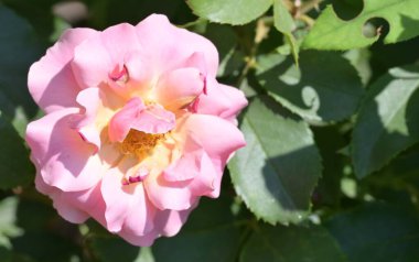 Yaz bahçesinde yetişen güzel pembe gül.