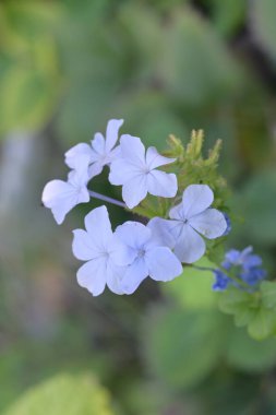 Bahçede büyüyen güzel çiçekler.