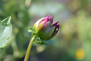Bahçedeki güzel mor çiçekler