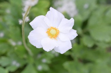 Bahçedeki güzel pembe şakayık çiçeği