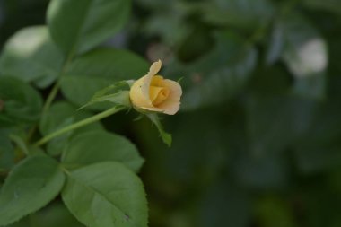 Güzel sarı gül yaz bahçesinde büyüyor.