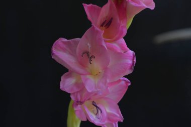 Siyah arka planda güzel pembe gladiolus çiçekleri 