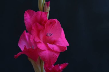 Siyah arka planda güzel pembe gladiolus çiçekleri 