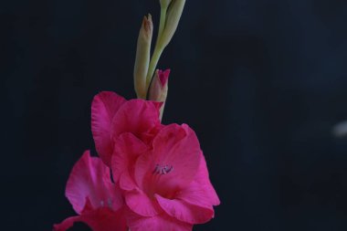 Siyah arka planda güzel pembe gladiolus çiçekleri 