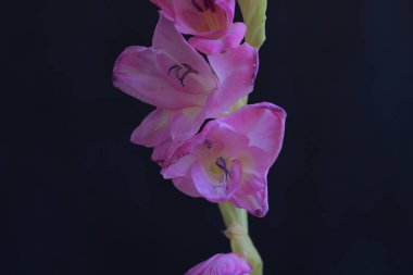 Siyah arka planda güzel pembe gladiolus çiçekleri 