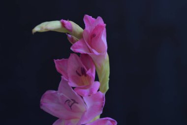 Siyah arka planda güzel pembe gladiolus çiçekleri 
