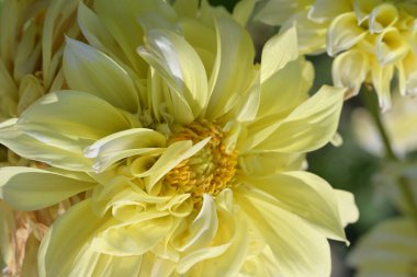 Bahçedeki güzel sarı yıldız çiçeği