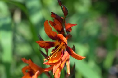 Bahçede büyüyen güzel çiçekler.