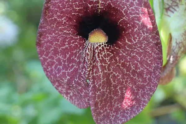 stock image Aristolochia macrophylla in green leaves