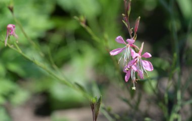 Bahçedeki güzel pembe çiçekler