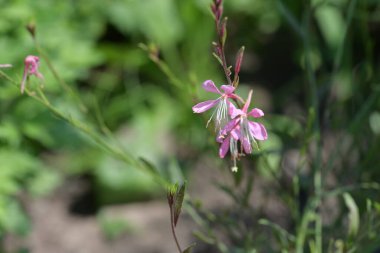 Bahçedeki güzel pembe çiçekler