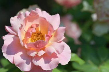 Yaz bahçesinde yetişen güzel pembe gül.