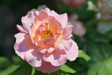 Yaz bahçesinde yetişen güzel pembe gül.