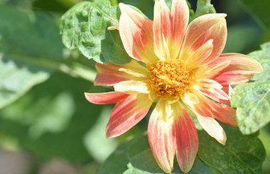 Bahçede güzel bir portakal çiçeği