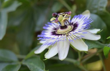 Bahçede mavi tutku çiçeği (Passiflora caerulea) 