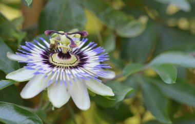Bahçede mavi tutku çiçeği (Passiflora caerulea) 