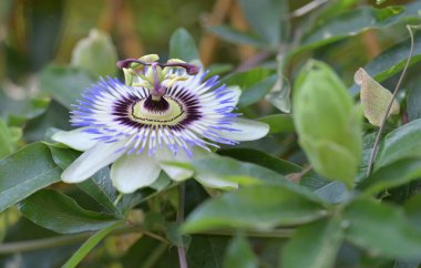 Bahçede mavi tutku çiçeği (Passiflora caerulea) 