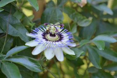 Bahçede mavi tutku çiçeği (Passiflora caerulea) 