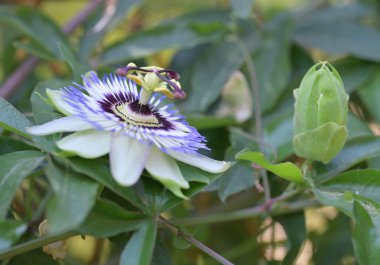 Bahçede mavi tutku çiçeği (Passiflora caerulea) 