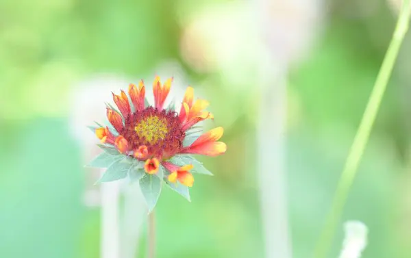 stock image beautiful gaillardia (common name blanket flower) in summer garden