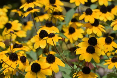 Bahçedeki sarı çiçekler